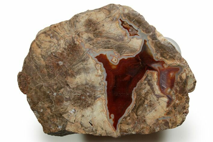 Colorful Polished Thunderegg Half #373454